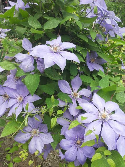 Клематисы разных сортов и спирея, климатис, Klematis