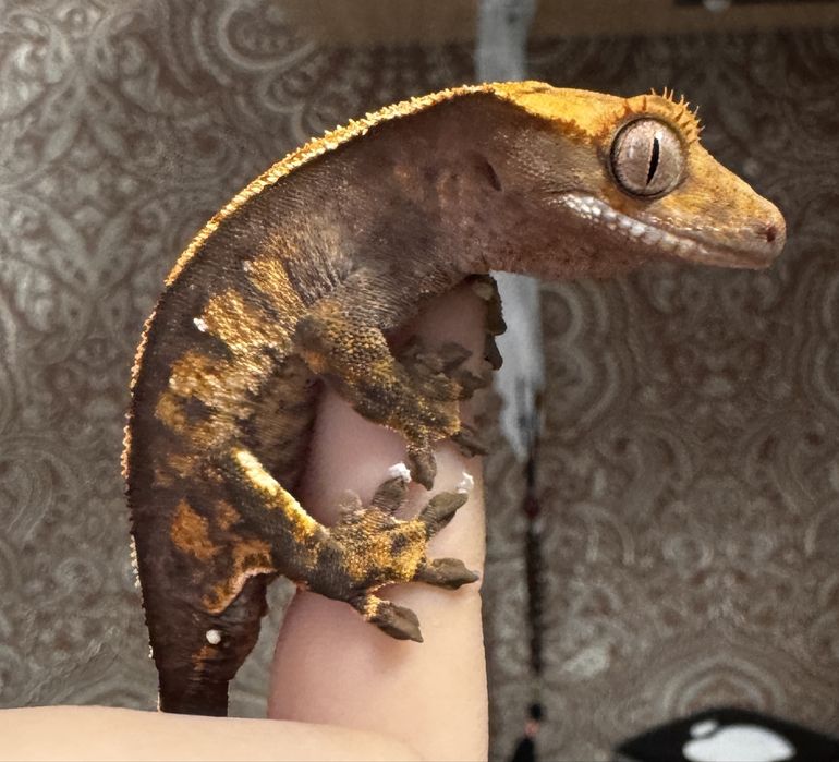 Геккон-бананоед договорная