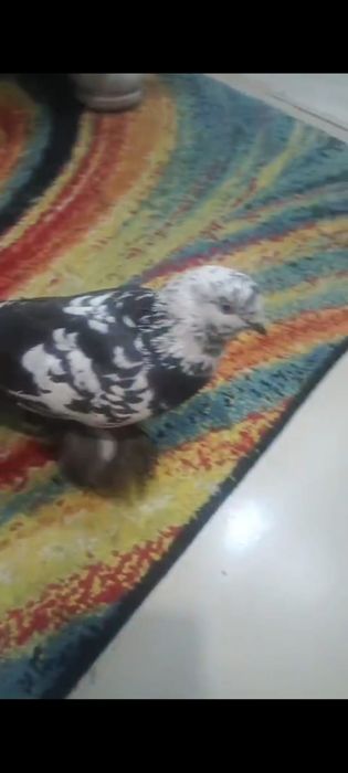 Голубь породистая