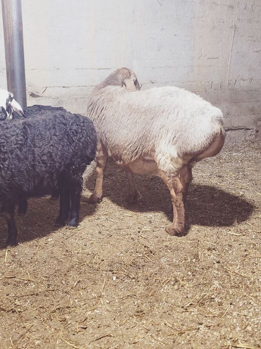 Sovluq qòylar sotiladi