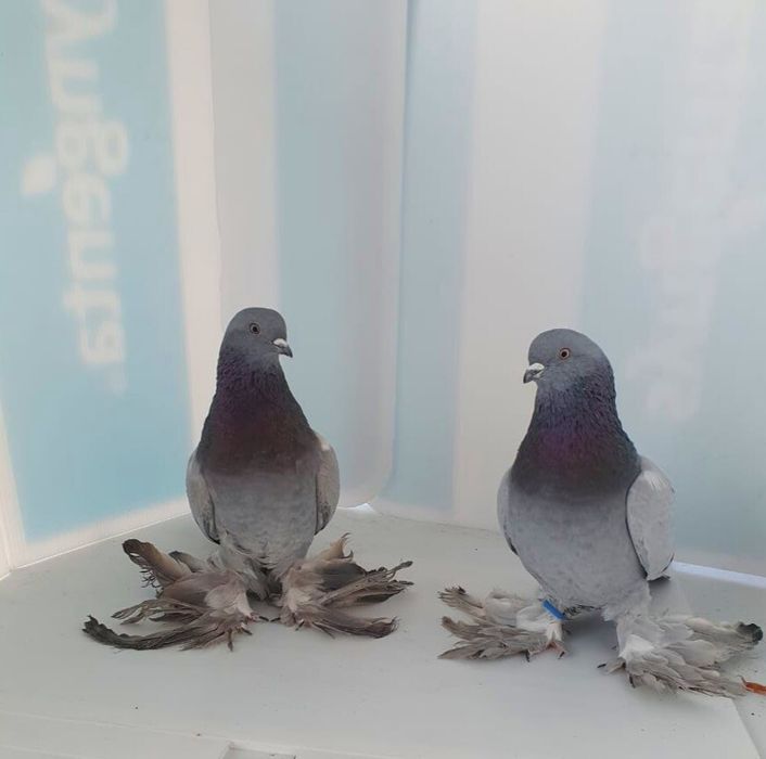 Продаю пару сизых