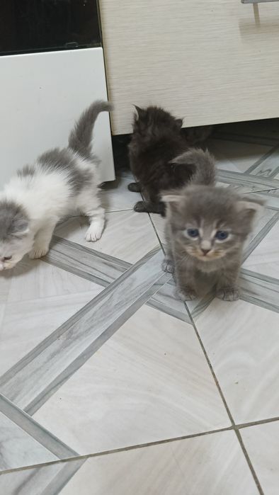Отдам котят бесплатно.