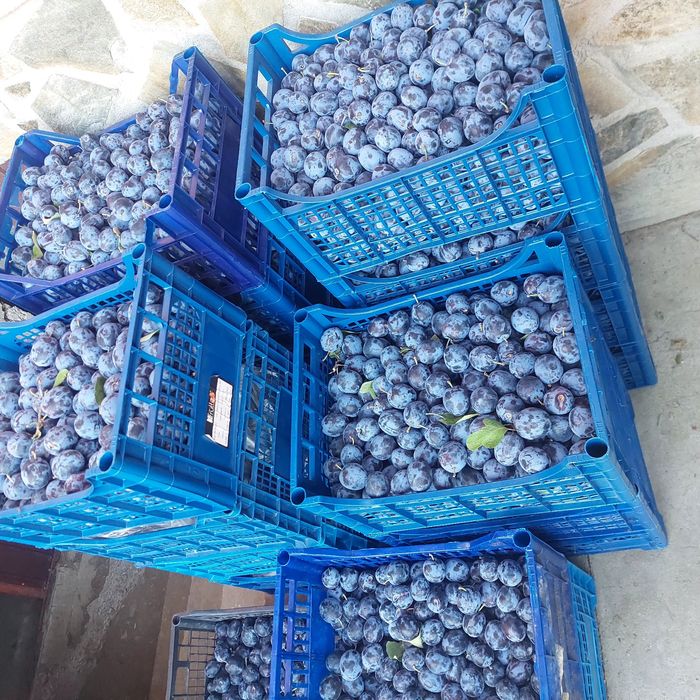 Prune coapte , diferite soiuri detalii la telefon