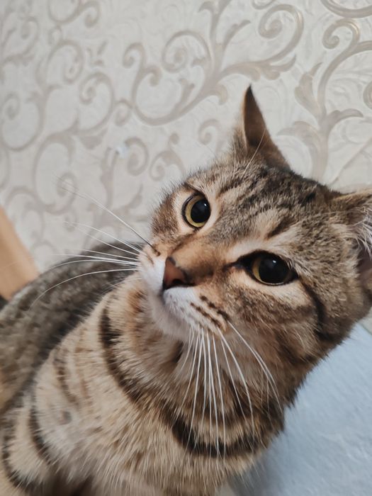 Кот в добрые и теплые руки