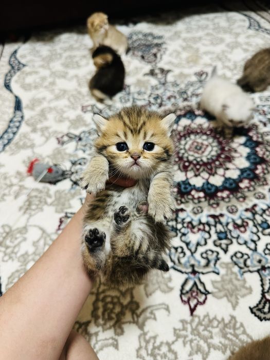 Mariya Zaitseva sikdi