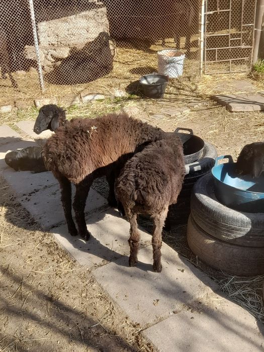 Кузилар бор 5та биттаси кучкорча