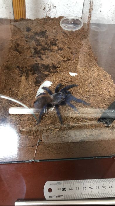 Pterinopelma sazimai