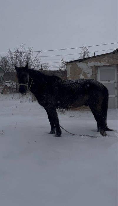 Айғыр семіз,айғырлығы мықты