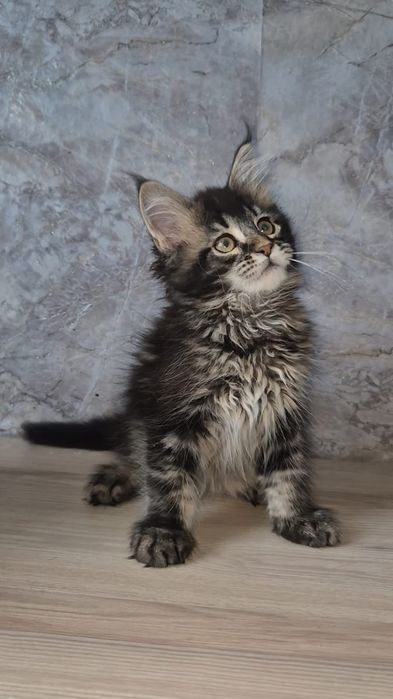 Котята породы Мейн-кун