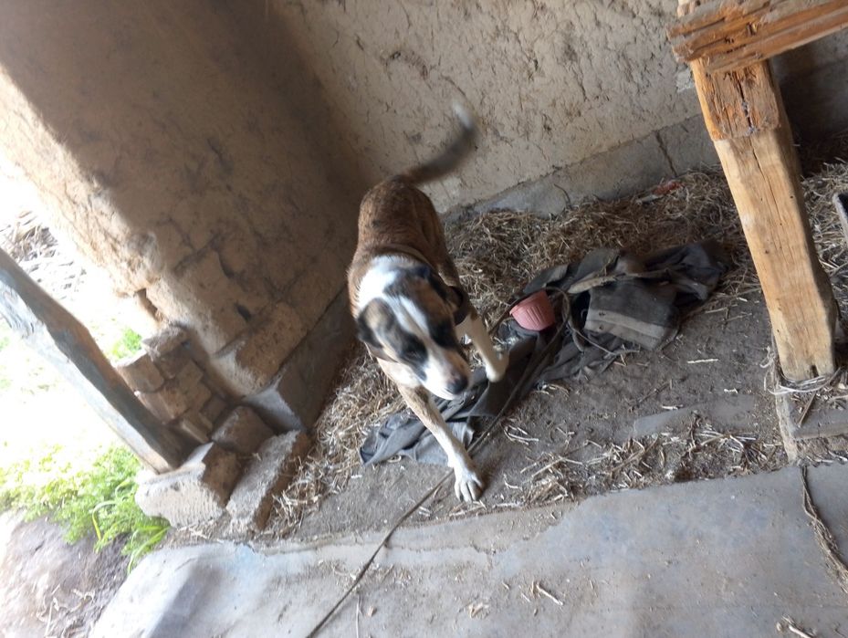 It sotiladi zotdor 1yoshar