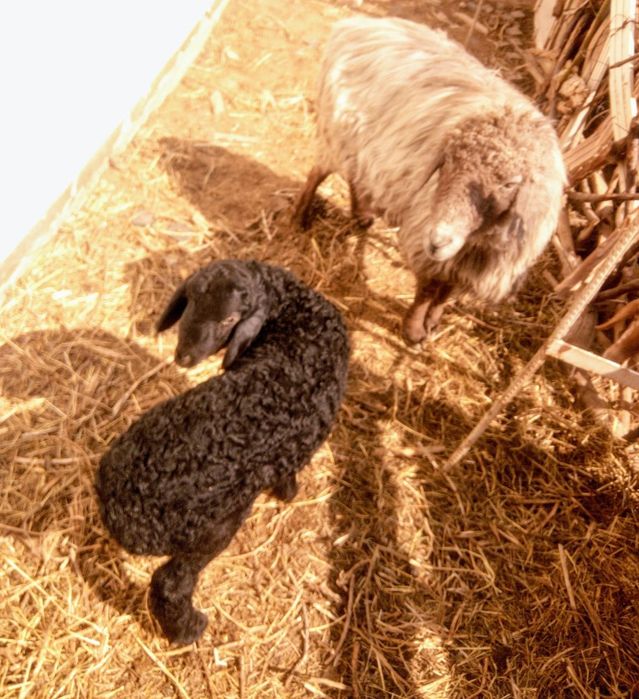 Ана бола куй сотилади ана куй тиши 4 тиш тез ва арзон сотилади