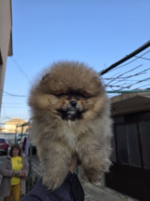 Померан мини момче с всички необходими ваксини!