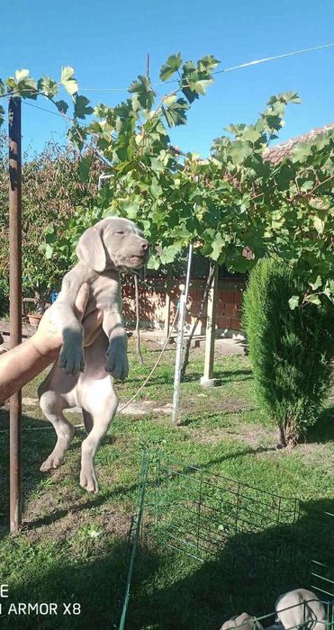 Ваймаранер мъжки !