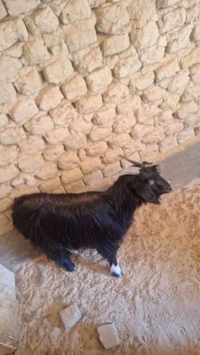 Ешкі сатылады ешкі