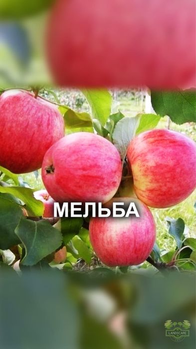 Продам плодовые деревья