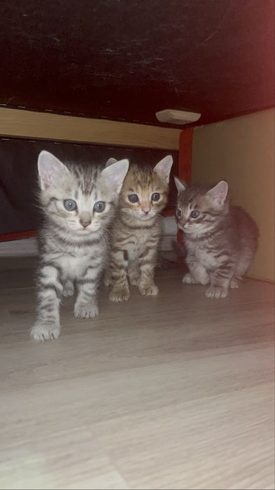 Отдам котят бесплатно