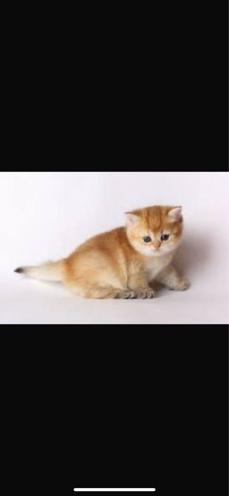 продаётся котёнок Scottish Fold (скотиш фолд)