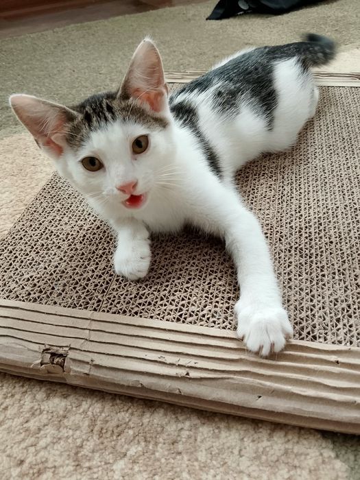 Котенок в хорошие руки мальчик