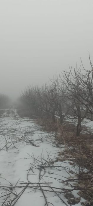 Обрезка деревьев