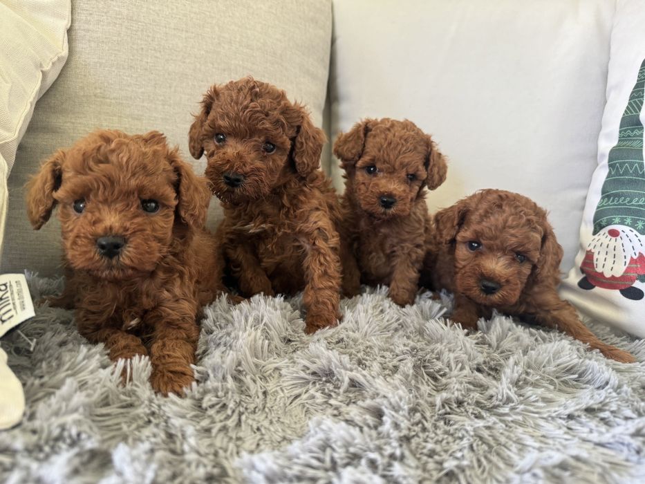 Пудел мини мини