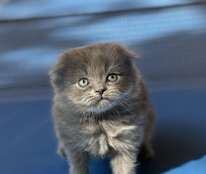 Скоттиш фолд котенок