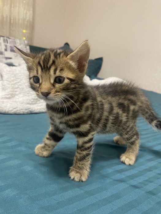 Продаются бенгальские котята