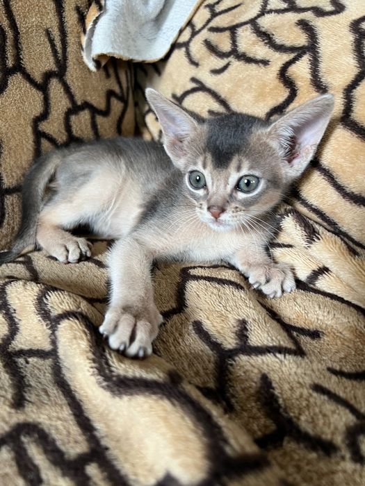 Абиссинская кошка