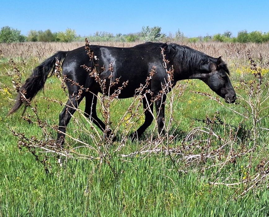 Таза Қарашай тұқымды айғыр!