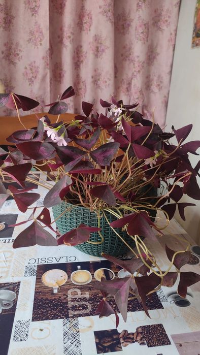 Цветок "Кислица"