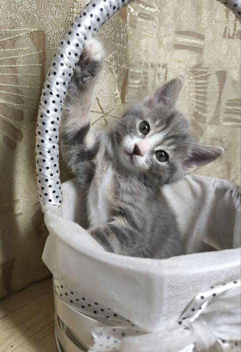 Малыши ищут домик!