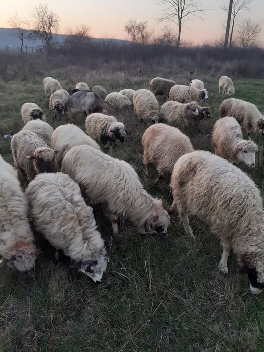 Vind sau schimb 20 oi