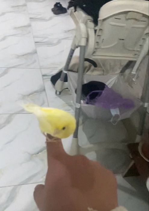 Ручной канарейки самцы дисквые