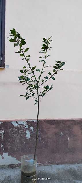 Arbore Cafea, Dafin, Rozmarin, Cherimoya - plante bio de la 50 lei