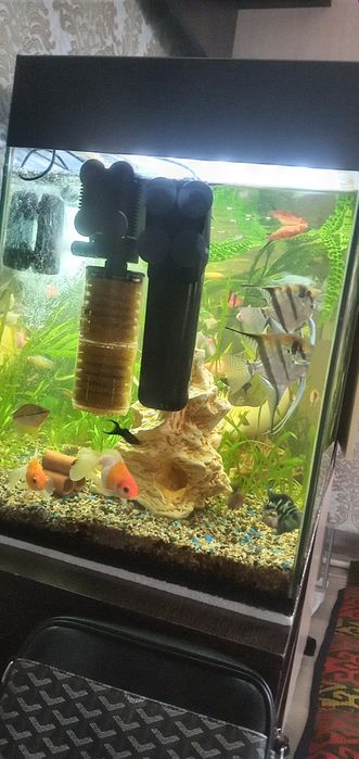 Аквариум в комплекте.
