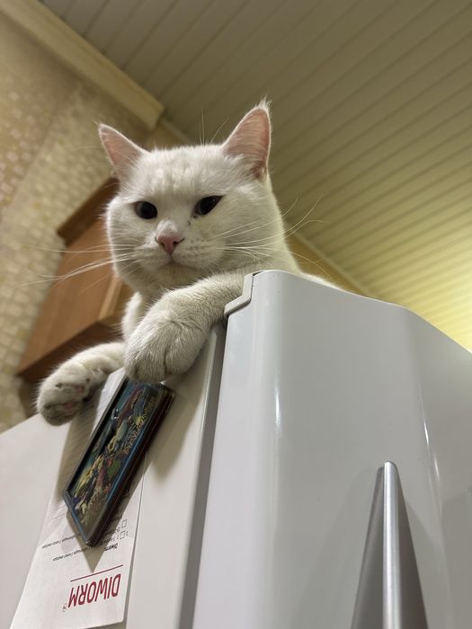 Вязка кота шиншила белый