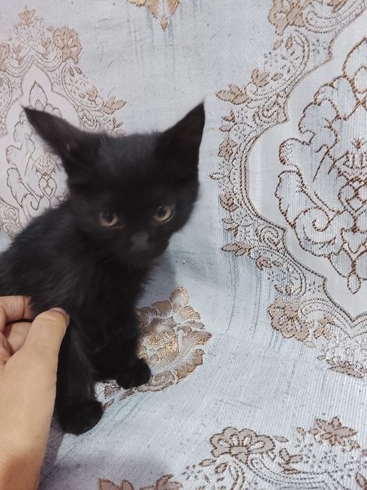 Котенок ,черный,чистый,мальчик