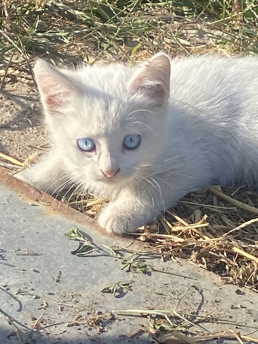 Ищем дом для 2-месячного котенка.