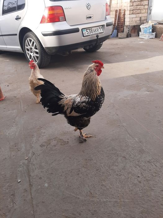 Қораздар сатылады