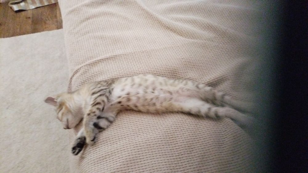 Отдам котенка бесплатно
