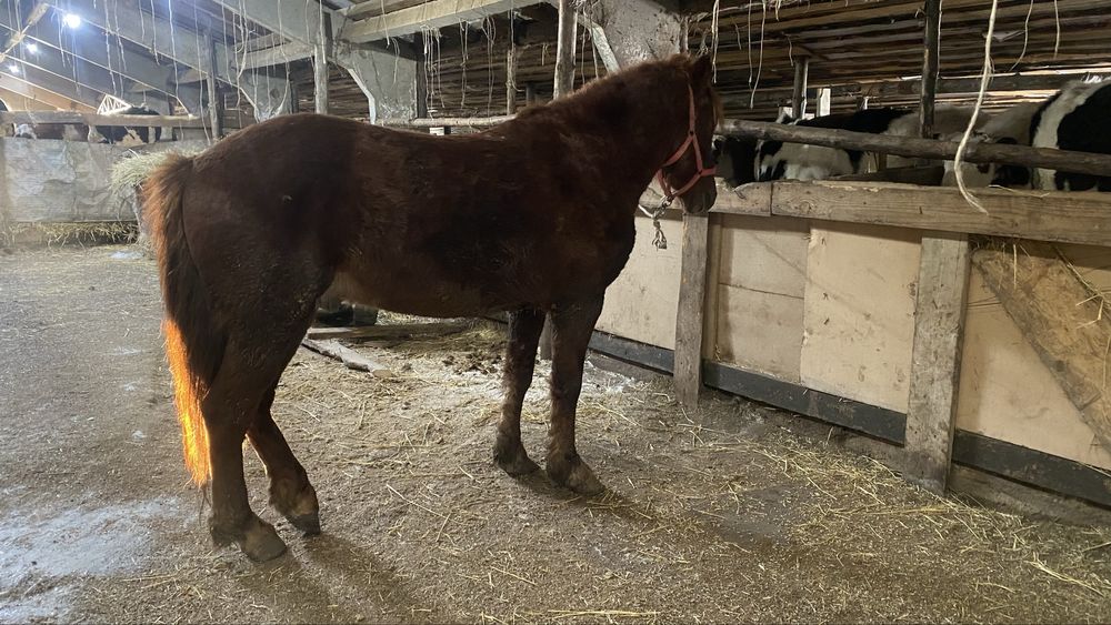 Жас айгыр сатылады жабы