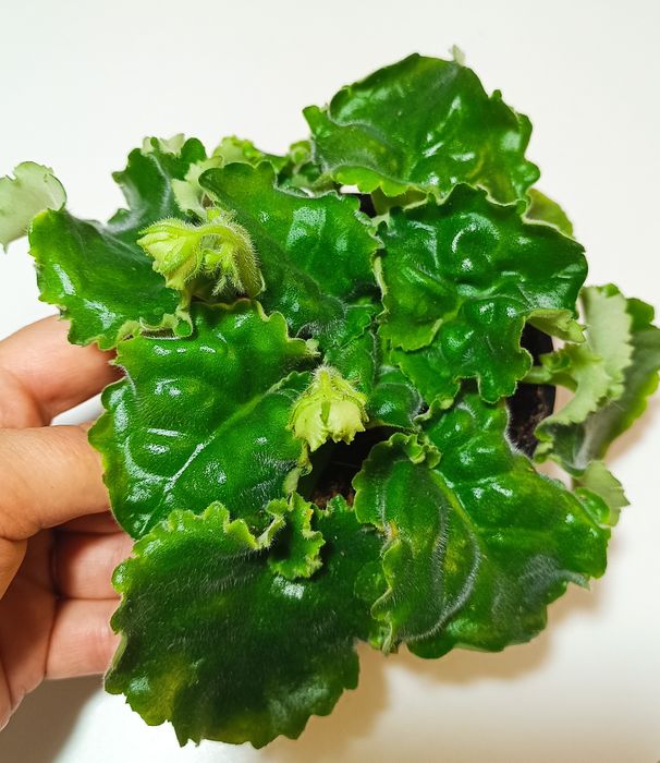 Фиалки сортовые цветущие.