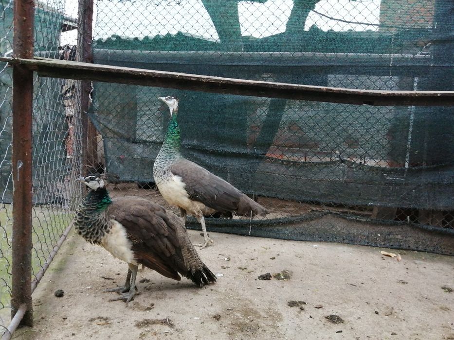 "Индийски  пауни "