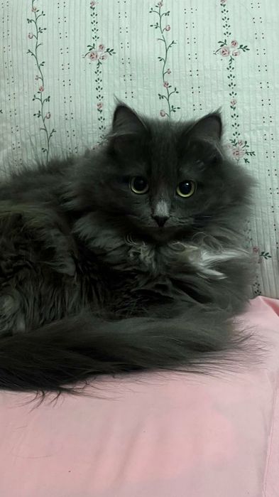 Отдам кошку бесплатно