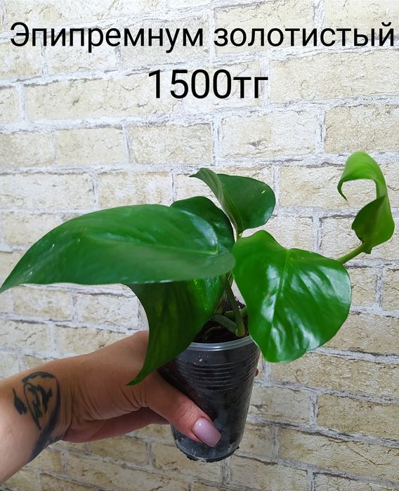 Продам комнатные растения