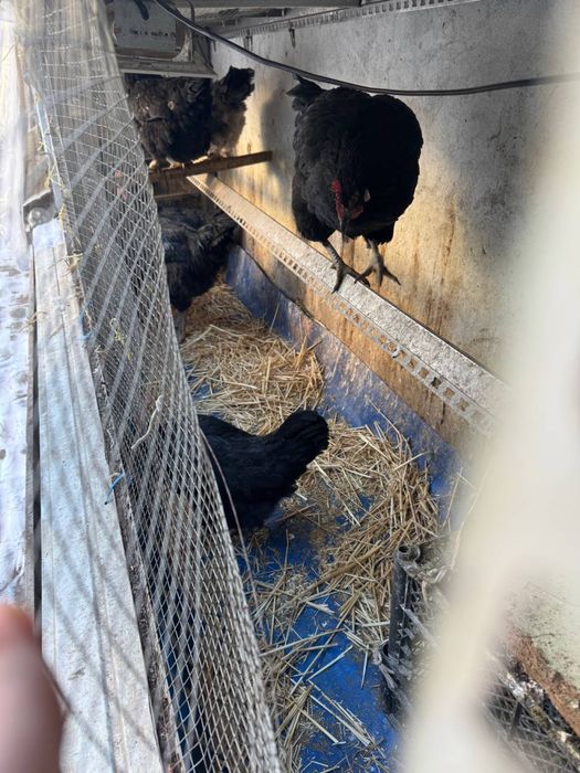 Tovuq sotiladi zoti Qora shahzoda