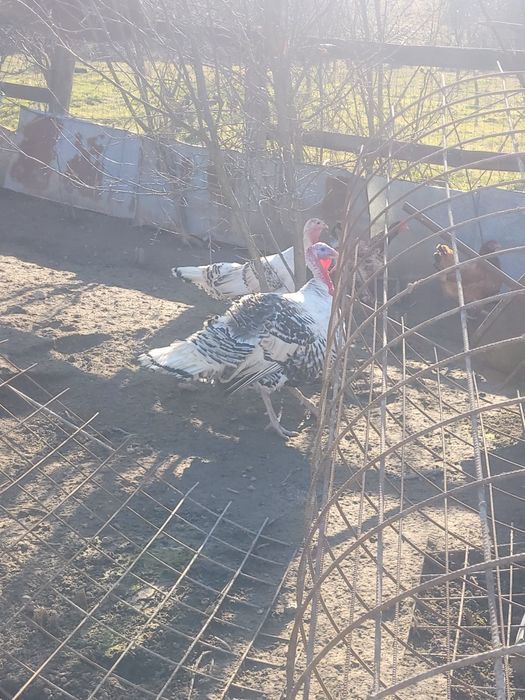 Vând păsări unele de rasa