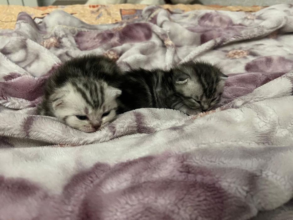 Котята шотландские