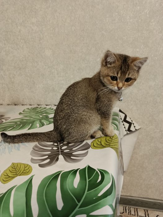 Котёнок золотая шиншилла девка