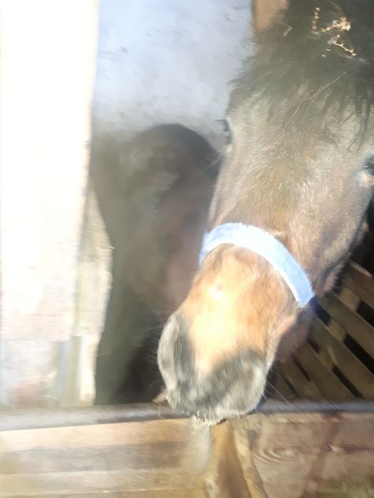 Продаётся молодой байтал(девочка)