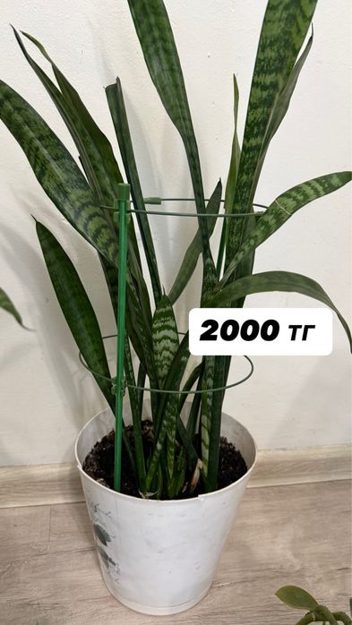 Продам комнатные цветы